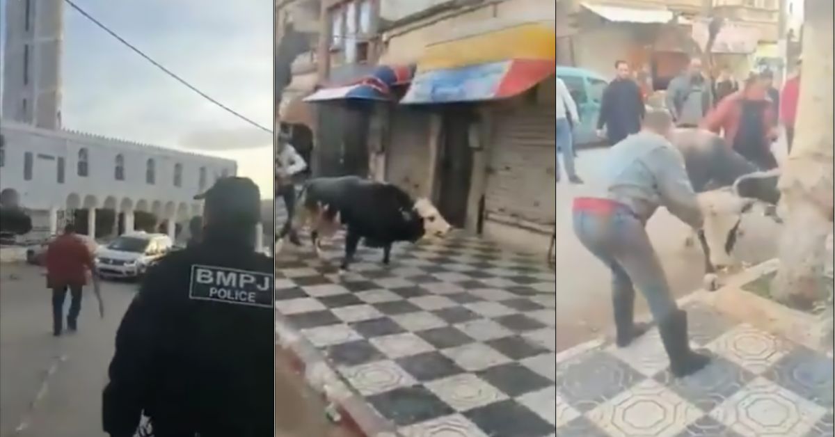 VIDEO.  Un taureau déchainé s’échappe et provoque la panique à Skikda