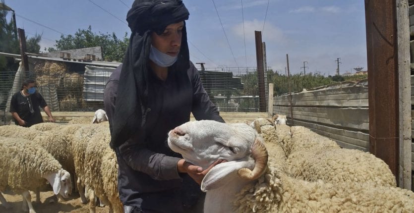 Aid El Adha 2021 Des Moutons A Partir De 32 000 Da Algerie360