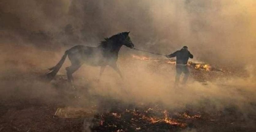 Feu de forêt à Khenchela : une apocalypse environnementale