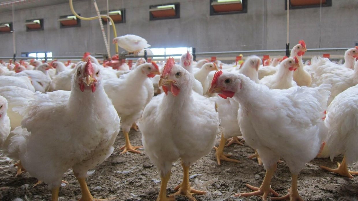 Prix du poulet et campagne de boycott : les éleveurs contre attaquent