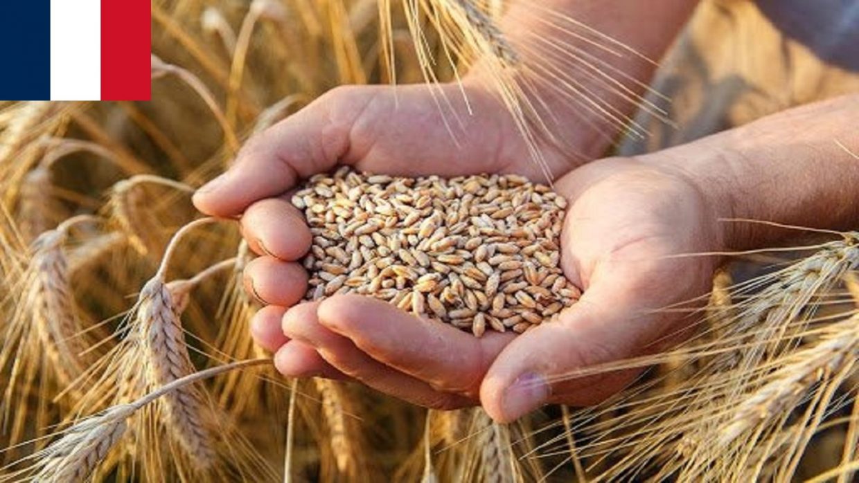 Importation du blé : l’Algérie a-t-elle réellement évincé la France ?