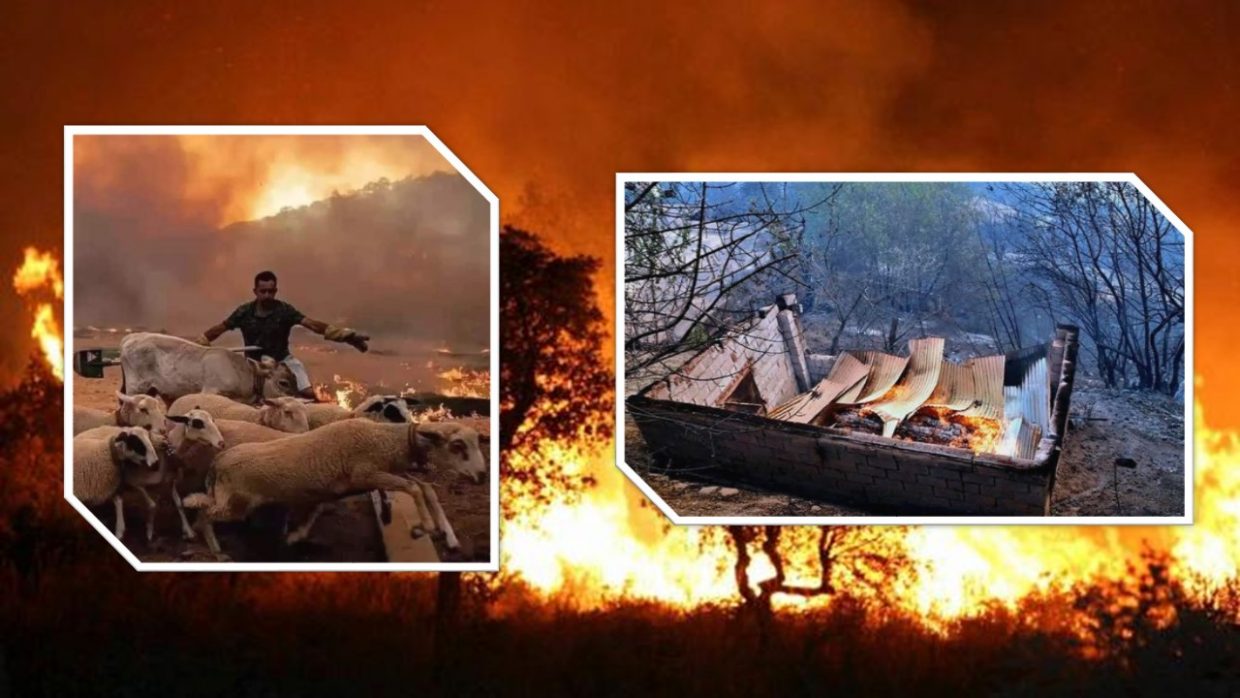 Feux de forêt 2021 : où en est le programme d’indemnisation ?