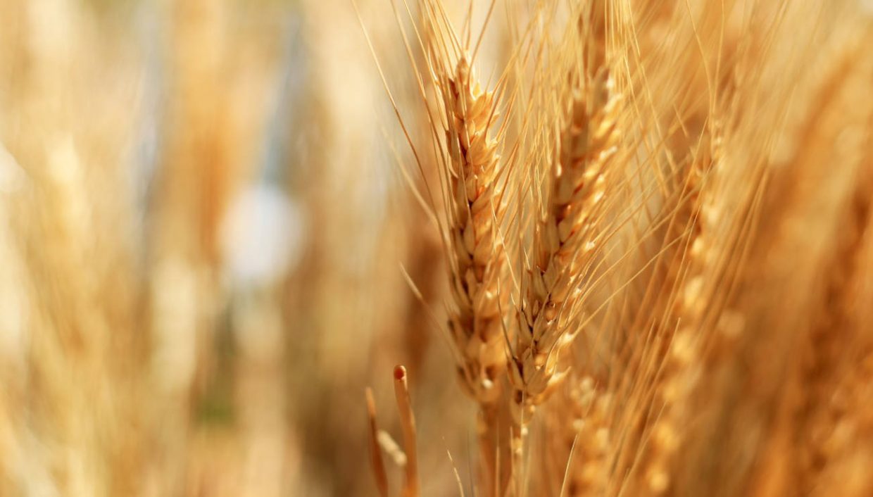 Hausse du prix d’achat du blé chez les agriculteurs : quelles conséquences ?