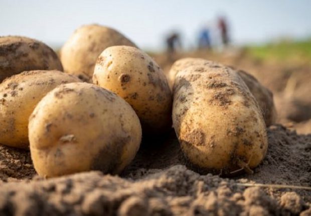 Nouvelle flambée des prix de la pomme de terre : à qui la faute ?