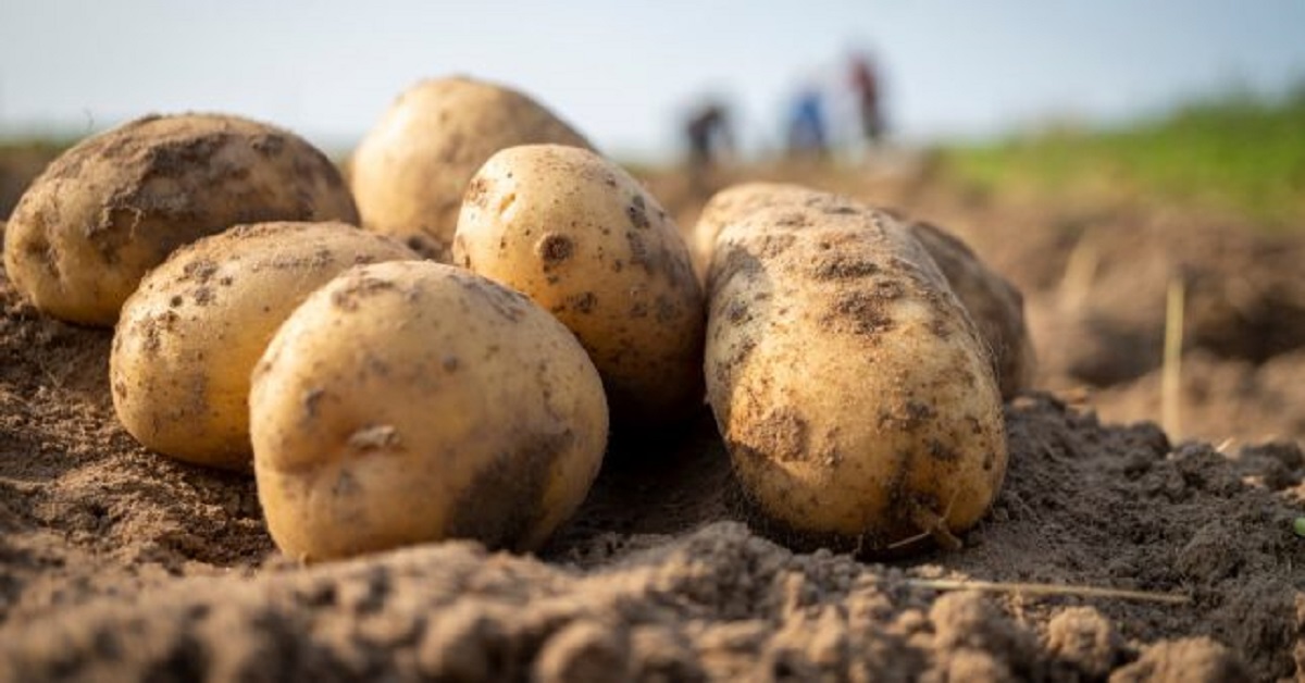 Nouvelle flambée des prix de la pomme de terre : à qui la faute ?