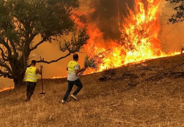 Lutte contre les feux de forêt : un séminaire Algéro-Canadien lundi prochain