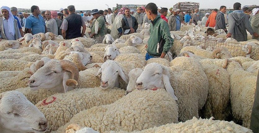 Mouton Aïd Al Adha 2022 : les prix déjà à la hausse