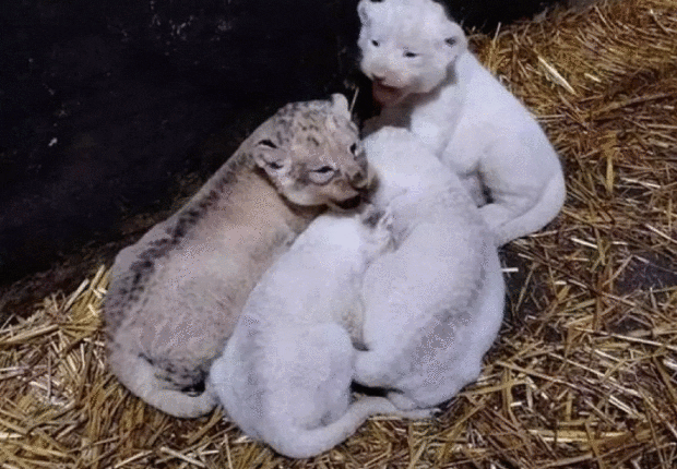 7 lionceaux d’une race d’Afrique naissent au parc « Mostaland »