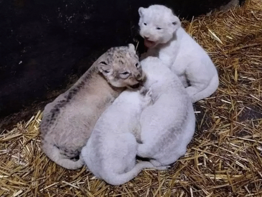 7 lionceaux d’une race d’Afrique naissent au parc « Mostaland »