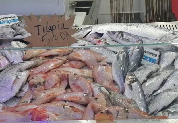Ramadan 2023 – réguler les prix du poisson : 388 points de vente directe