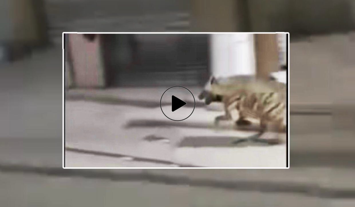 Bordj Bou Arréridj : une hyène aperçue en pleine ville fait le buzz (Vidéo)