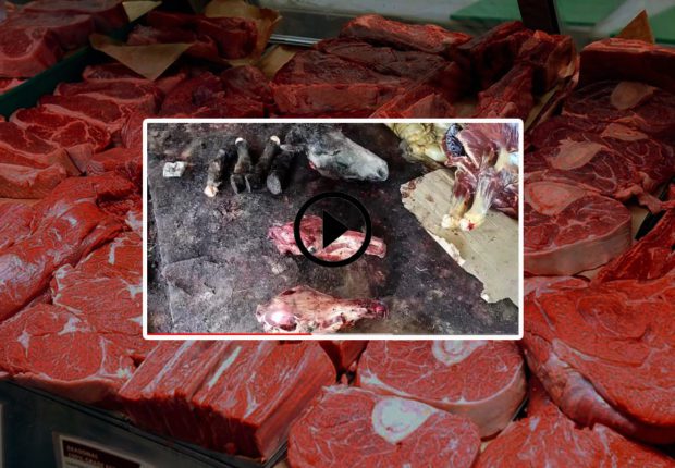 Viande d’ânes : un atelier d’abattage découvert à el Taref, 3 individus interpellés (Vidéo)