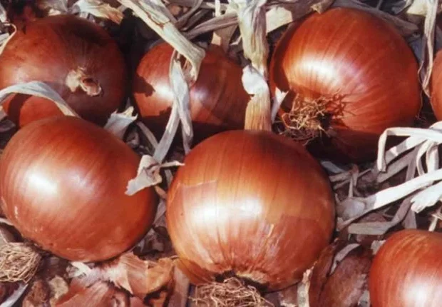 Prix de l&rsquo;oignon en Algérie : un responsable annonce une sensible baisse