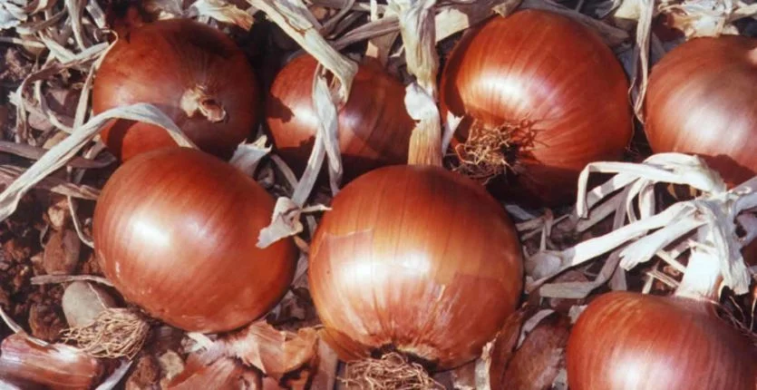 Prix de l’oignon en Algérie : un responsable annonce une sensible baisse