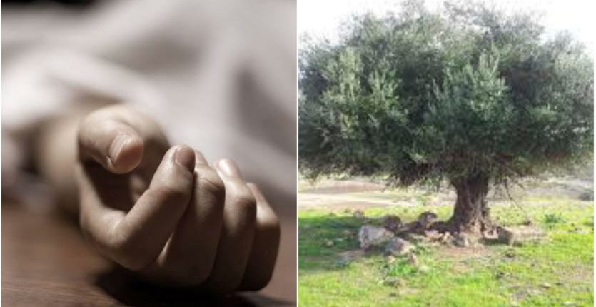 Découverte d’un corps sans vie suspendu à un olivier à Bouira