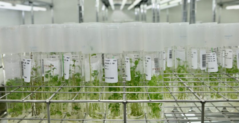Vers la création d’une banque de gènes pour optimiser l’agriculture nationale