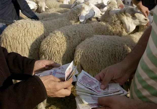 Aid el-Adha 2023 : vers la stabilisation des prix des moutons les jours à venir
