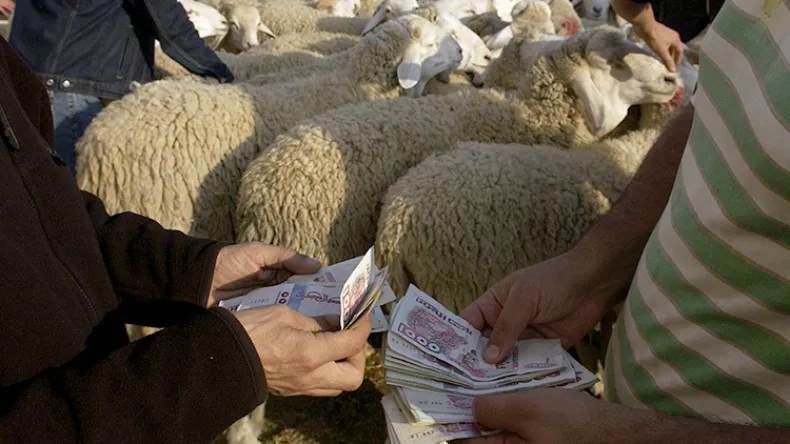 Aid el-Adha 2023 : vers la stabilisation des prix des moutons les jours à venir