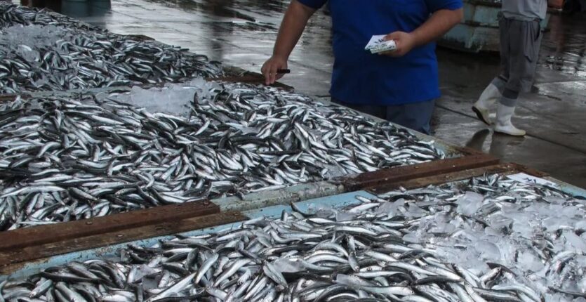 Vente de sardines à 500DA/Kg : quelles sont les wilayas concernées par cette opération ?