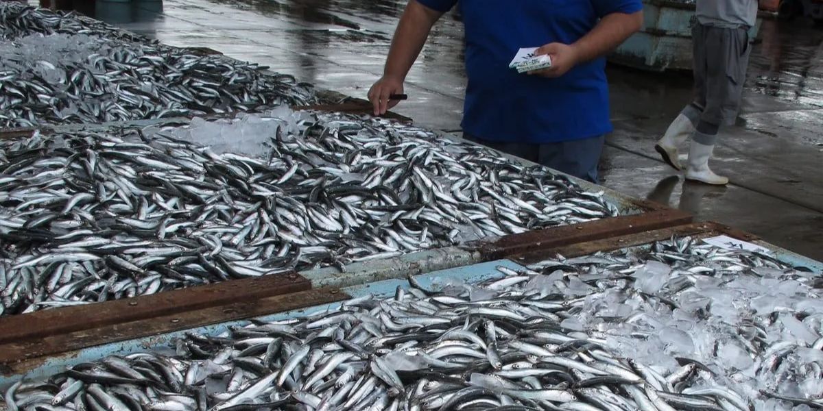 Algeria: Sale of sardines at 500 DA/kg: Which wilayas are concerned by this operation? Algeria: Sale of sardines at 500 DA/kg: Which wilayas are concerned by this operation?