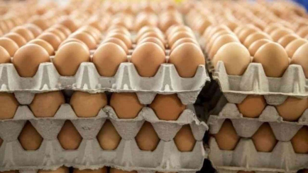 Hausse alarmante du prix des œufs : que se passe-t-il sur le marché algérien ?