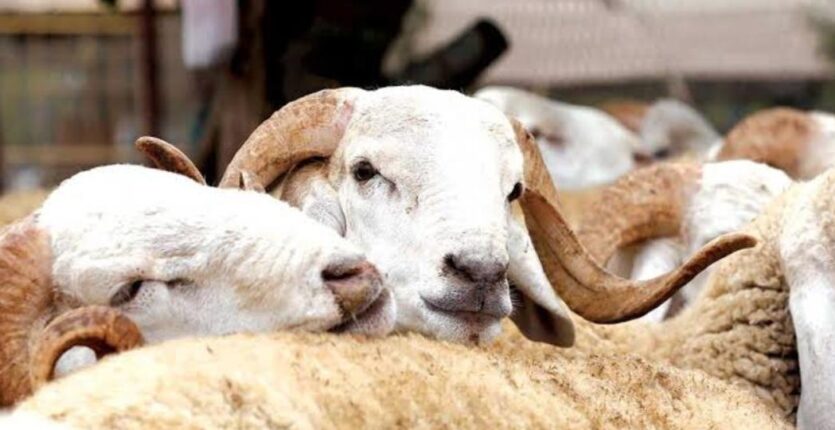 Aïd El-Adha 2025 : 4 navires de moutons roumains attendus dès demain en Algérie