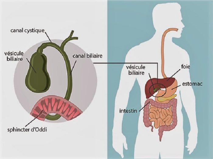 v-sicule-biliaire-fonction-maladies-et-traitements-expliqu-s-simplement