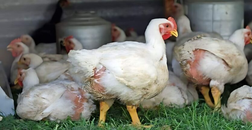 Le poulet algérien fait son come-back : La baisse des prix se généralise