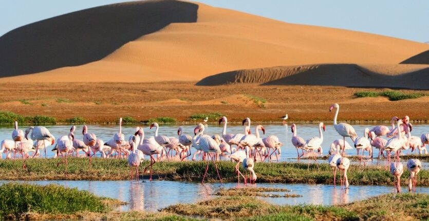 Un phénomène rarissime : Le Sahara devient verdoyant après des pluies abondantes (photos)