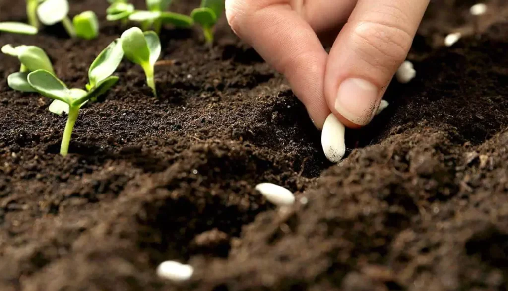 FAO : lancement d&rsquo;un projet pour le développement des semences locales en Algérie