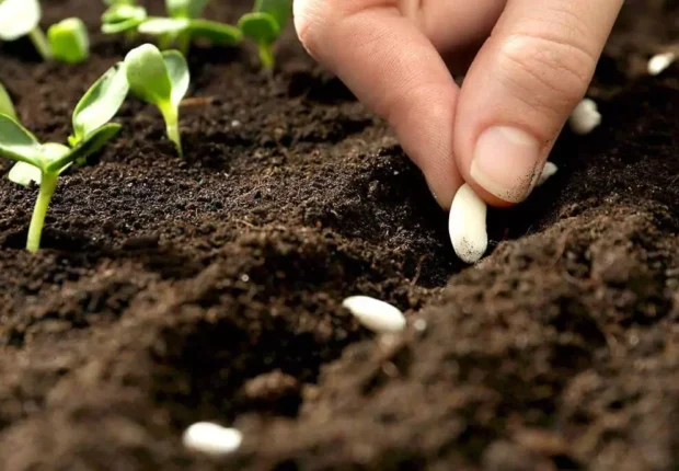 FAO : lancement d’un projet pour le développement des semences locales en Algérie