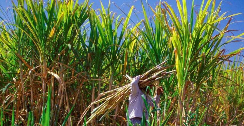 Méga-projet agricole algéro-italien : 50 000 hectares dédiés à la canne à sucre et aux céréales