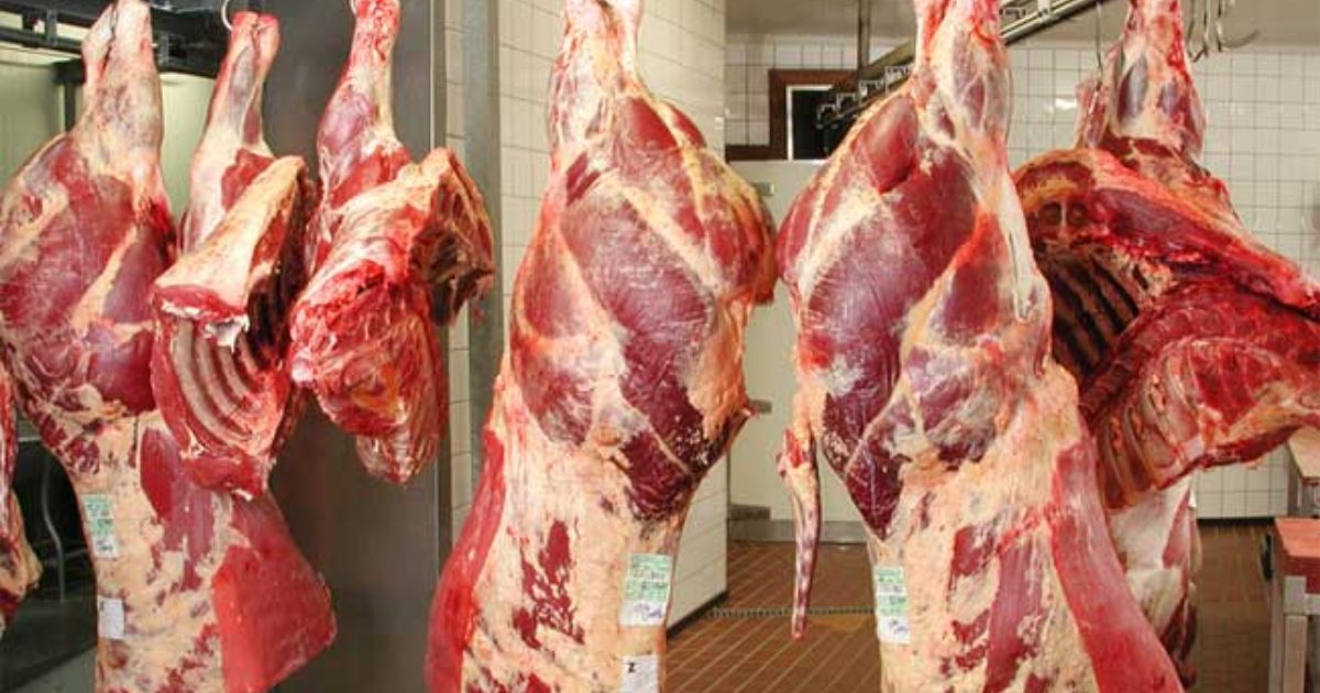 Vers une baisse des prix de la viande rouge ? Voici l'offensive d'AGROLOG pour casser le marché