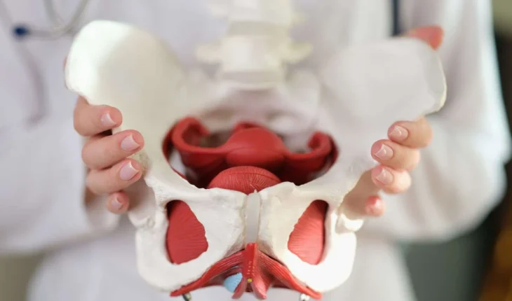Anatomie du pelvis