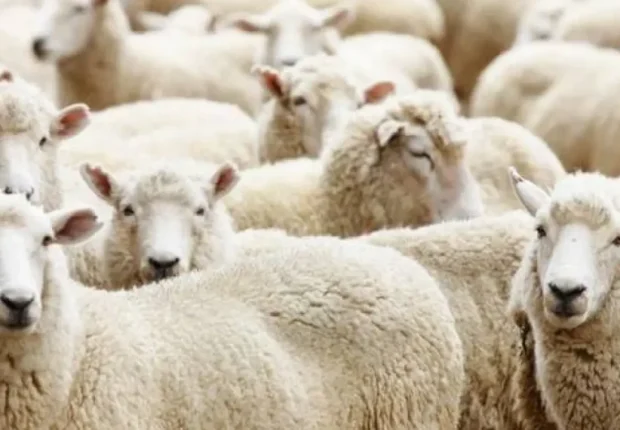 Aïd el-Adha 2025 : le gouvernement fixe le prix des moutons importés à 40 000 DA
