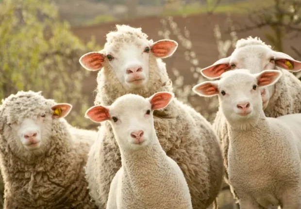 Aïd al-Adha 2025 : lancement officiel des inscriptions pour l’achat des moutons importés