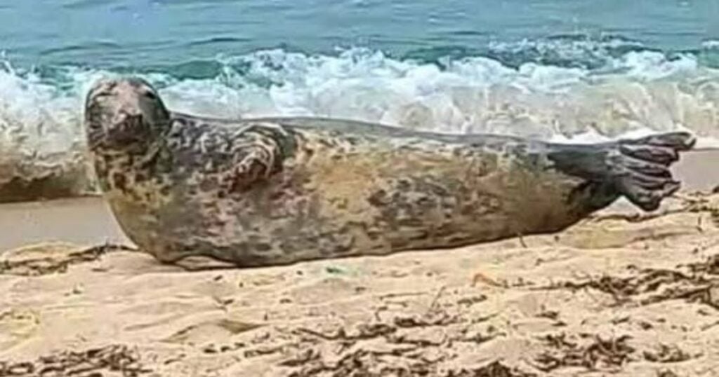 Phénomène rarissime en Algérie : Un phoque gris observé en plein repos sur une plage [VIDEO]