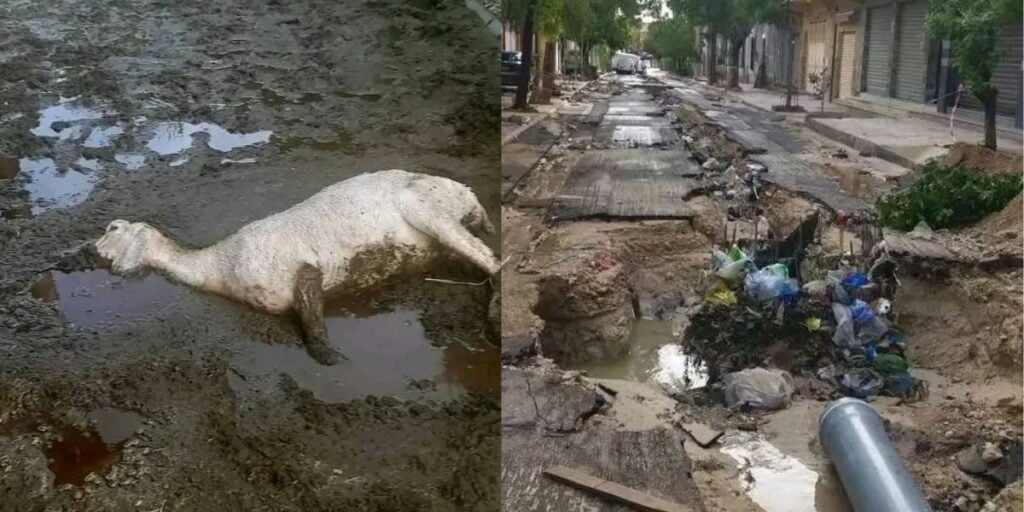 Inondations meurtrières en Algérie : routes coupées, bétail noyé, et infrastructures détruites