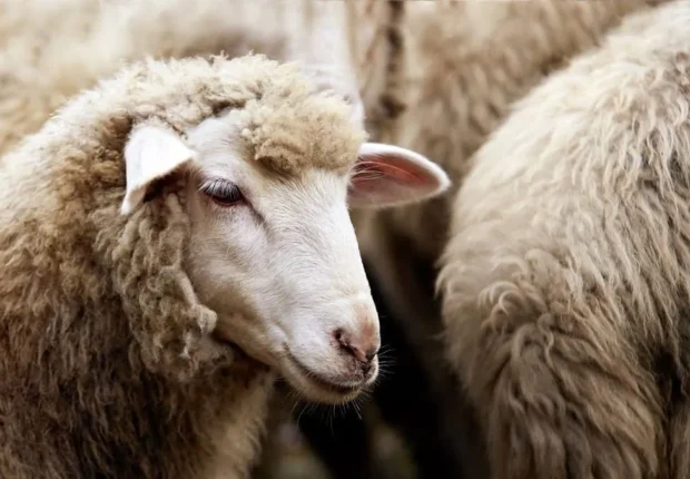 Moutons importés : ces 9 erreurs peuvent ruiner votre Aïd !