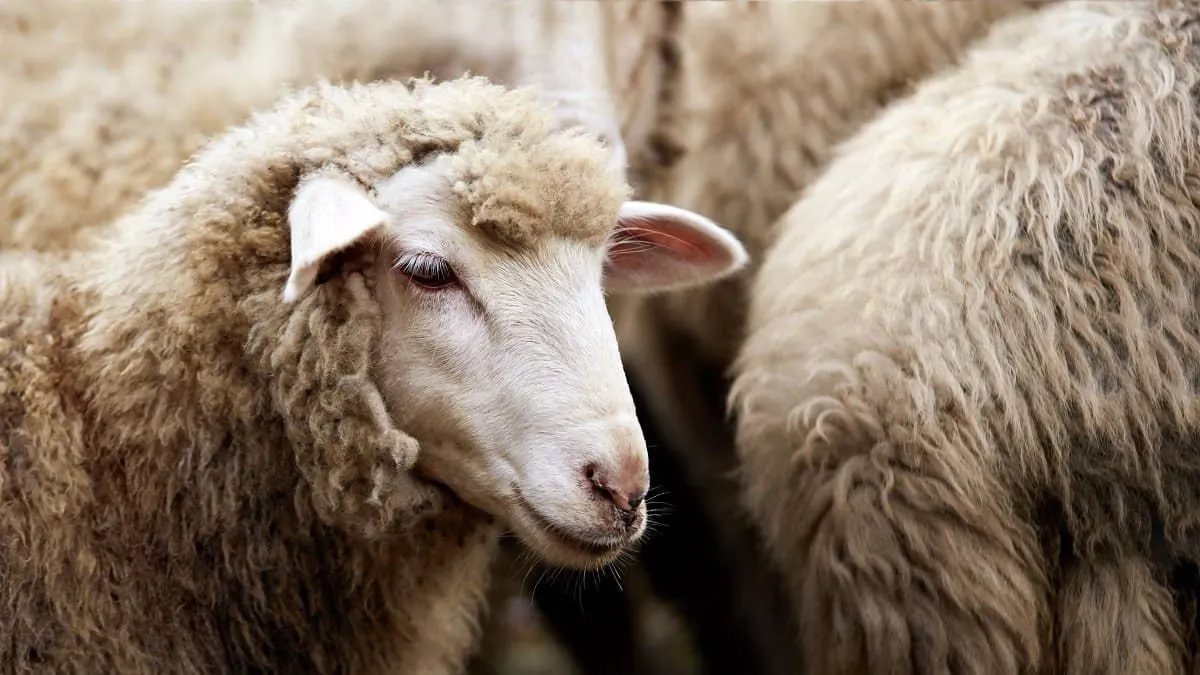 Moutons importés : ces 9 erreurs peuvent ruiner votre Aïd !