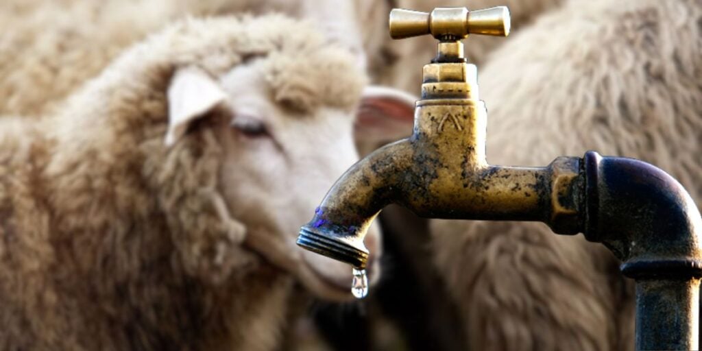 Aid El-Adha 2025 : l’eau sera-t-elle au rendez-vous pour le sacrifice ?