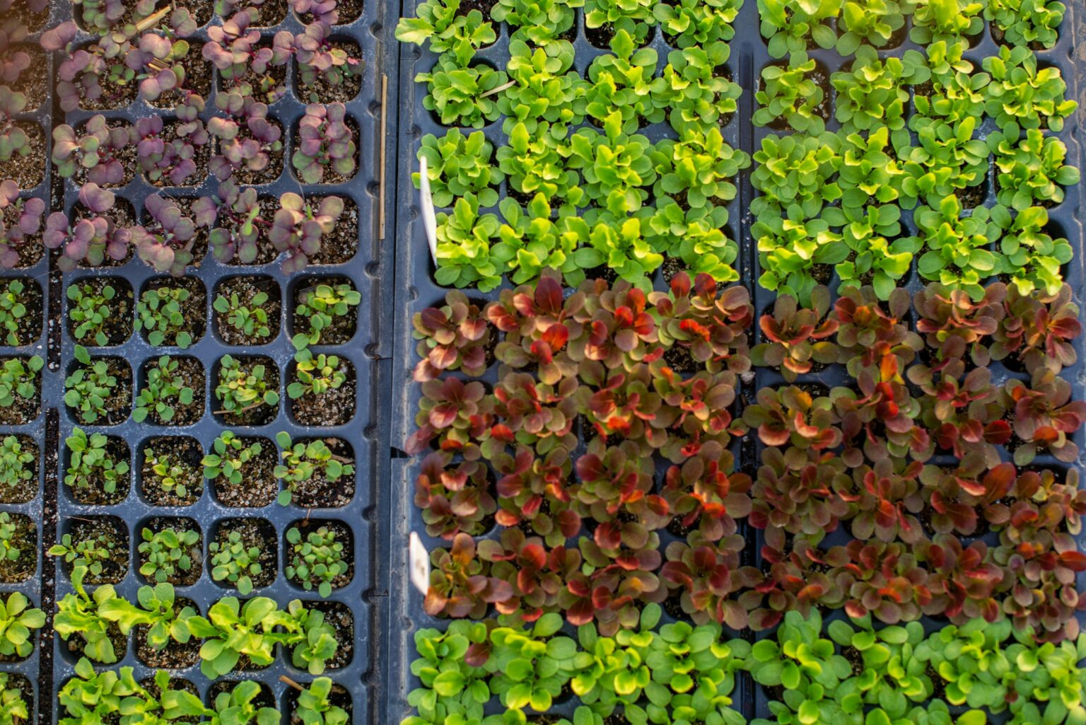 Développement des légumineuses sèches : l’Algérie mise sur plus de 100 000 hectares en 2025