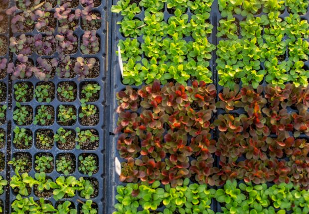 Développement des légumineuses sèches : l’Algérie mise sur plus de 100 000 hectares en 2025