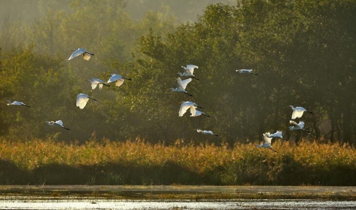 bird, pond, forest, nature, egret, sun, landscape