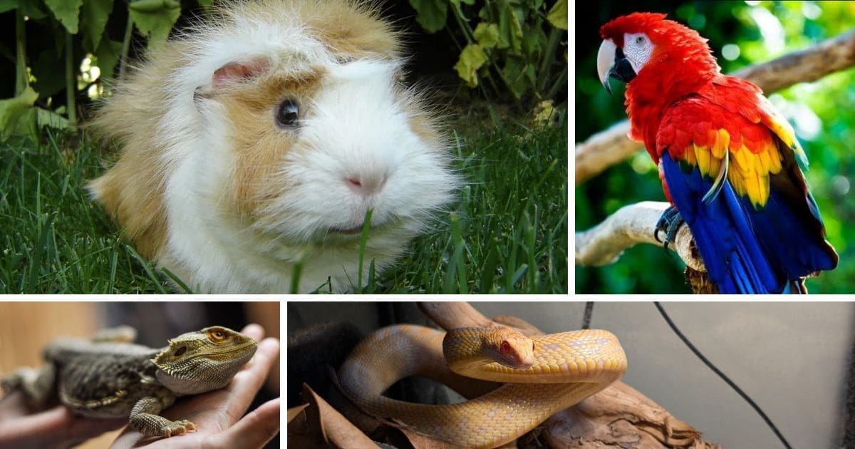 Leur prix atteint 70 millions : la folie des animaux exotiques en Algérie