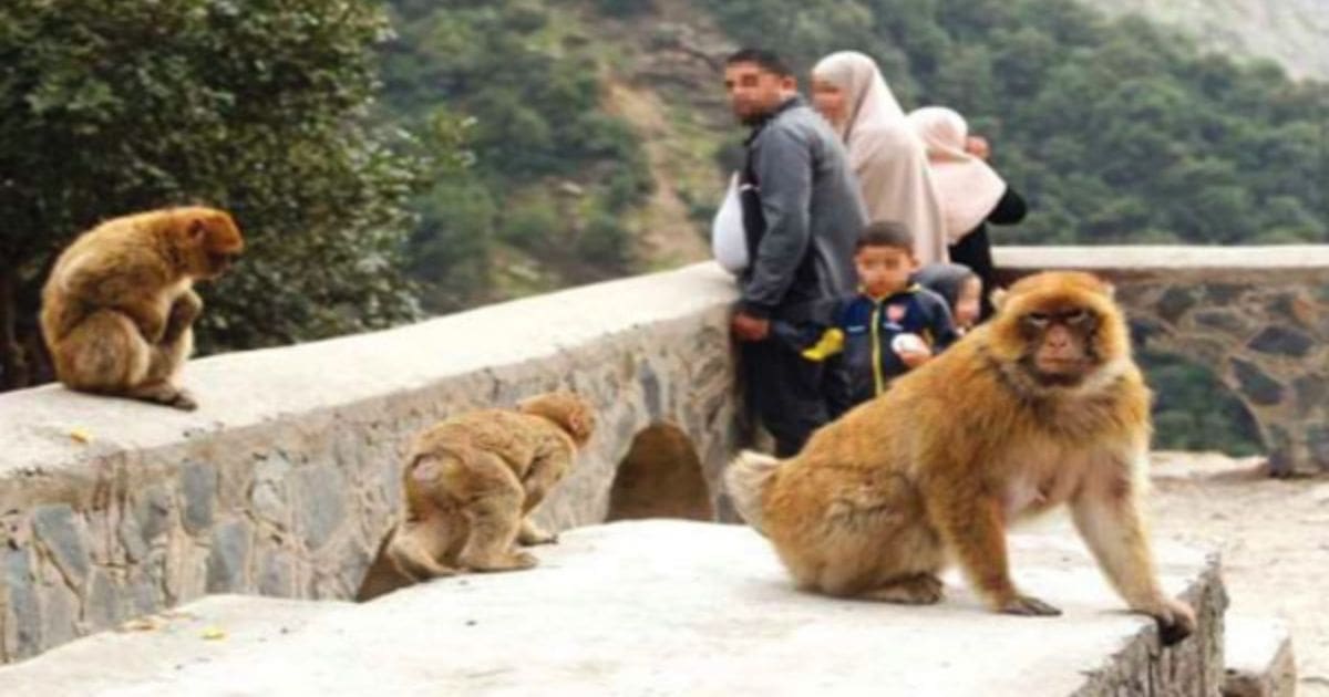 Cacahuètes, biscuits, chips… la « junk food » de l’homme menace le macaque de Barbarie