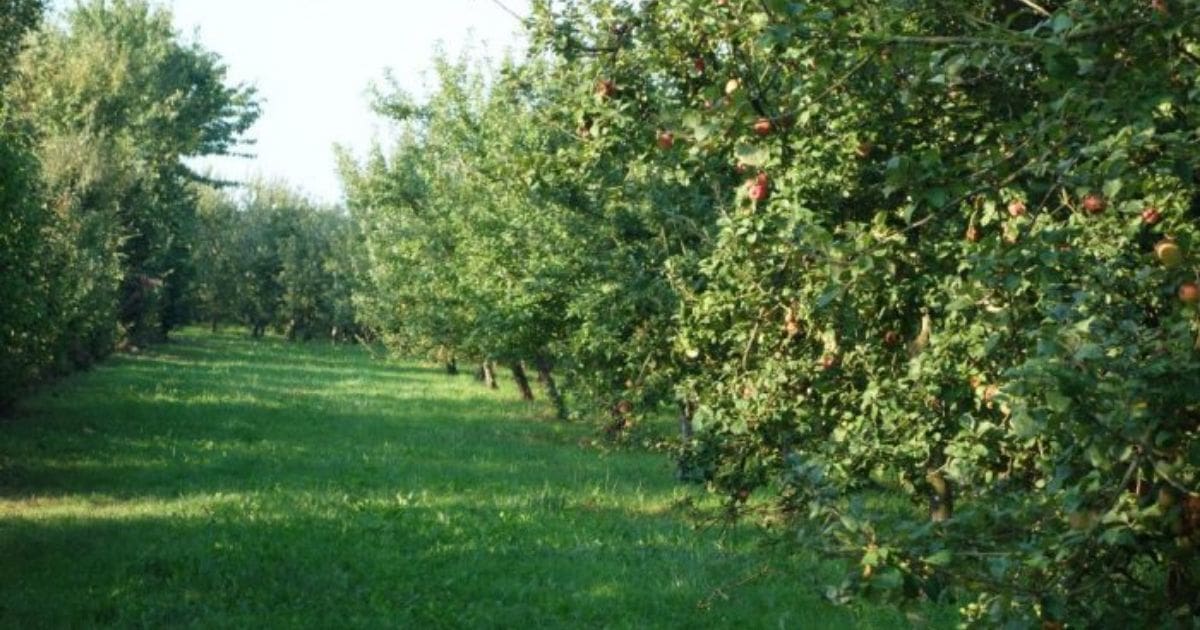 Ce fruit propulse l’Algérie dans le Top 3 africain avec 575 000 tonnes par an