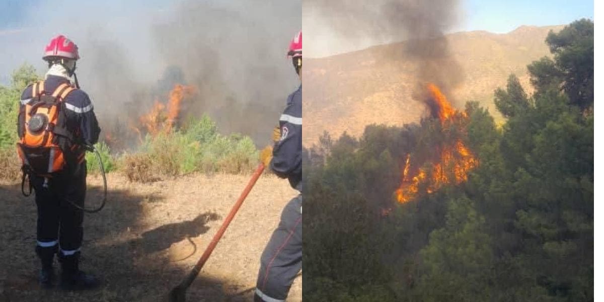 Feux de forêt en Algérie : plus de 15 incendies en 24 heures
