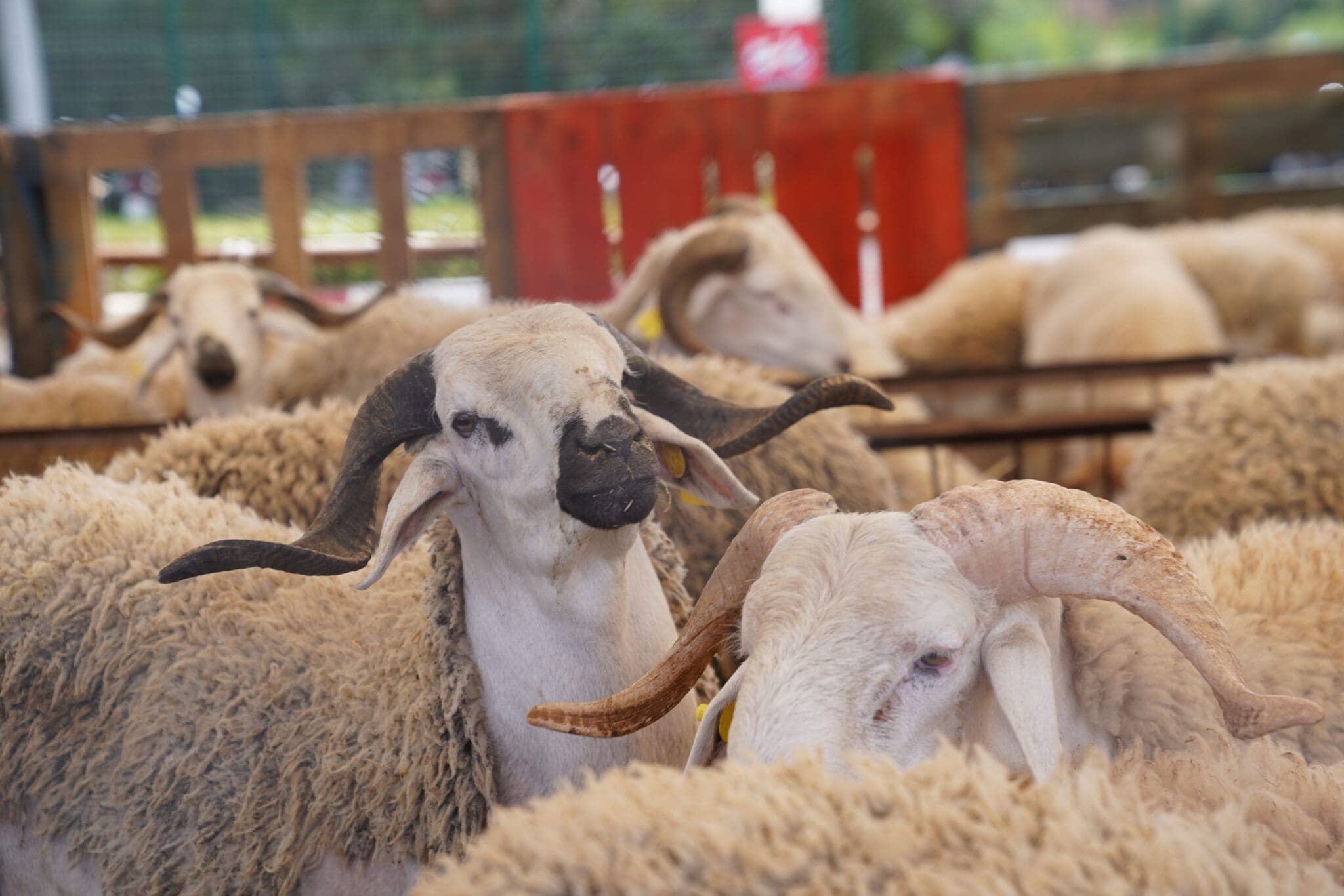 Importations : les moutons brésiliens débarquent en Algérie