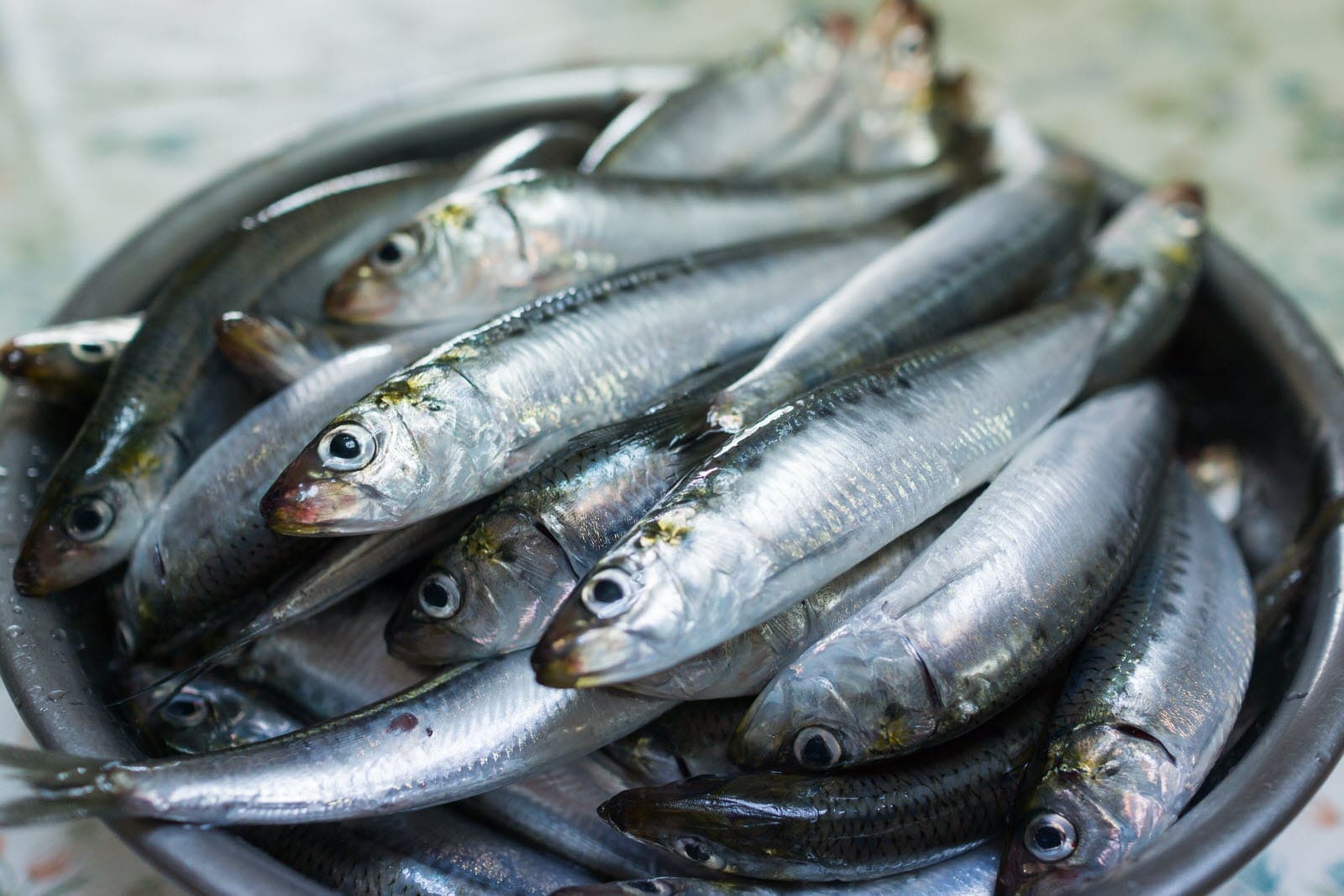 De 1 600 à 150 DA : la chute spectaculaire du prix de la sardine en Algérie